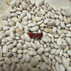 3 Stone Red Coral Detail Band Genuine Ring