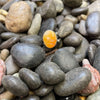 Round Orange Spiny Genuine Ring